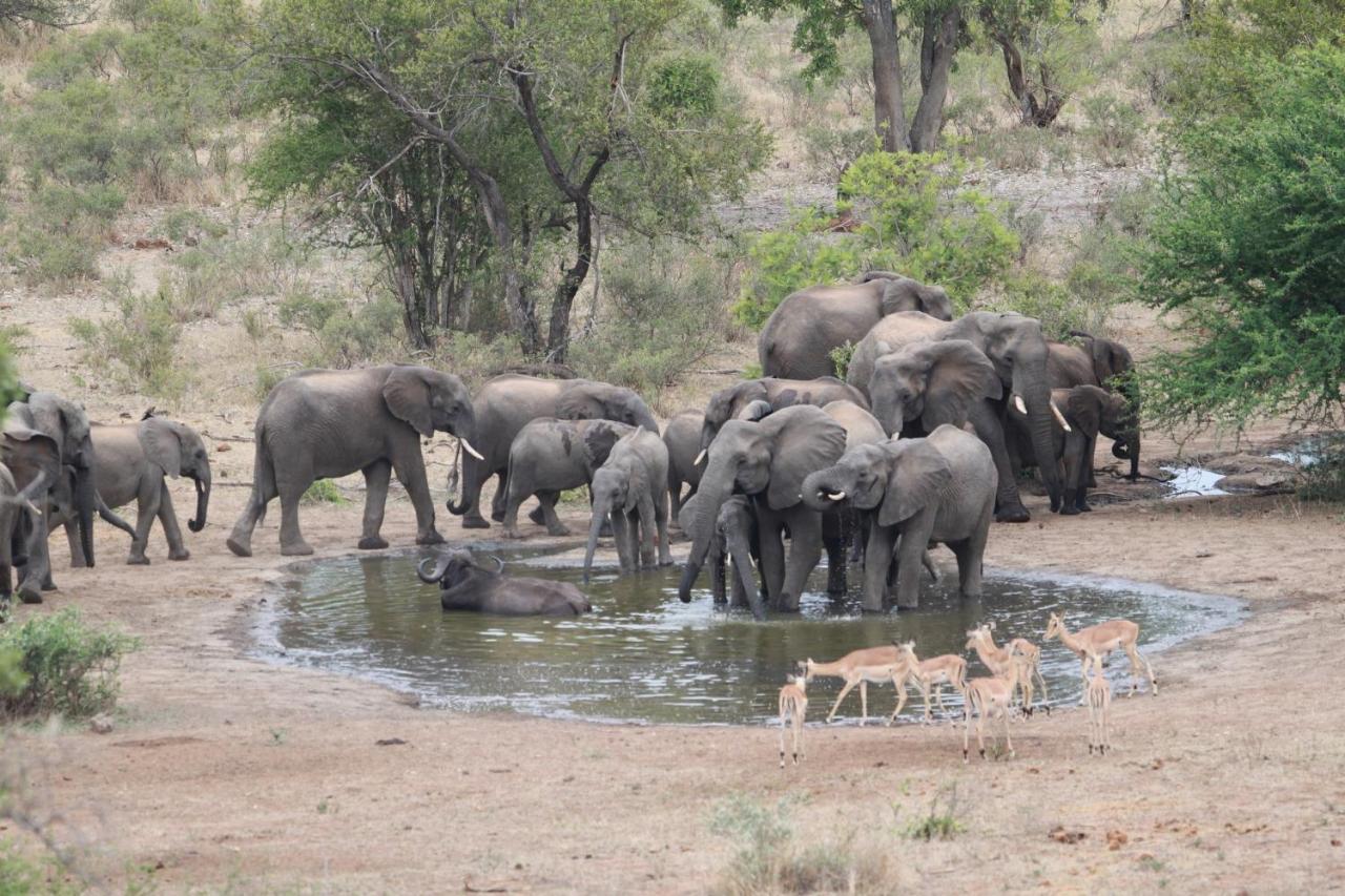 Makumu Private Game Lodge Klaserie Természetvédelmi Magánrezervátum Kültér fotó