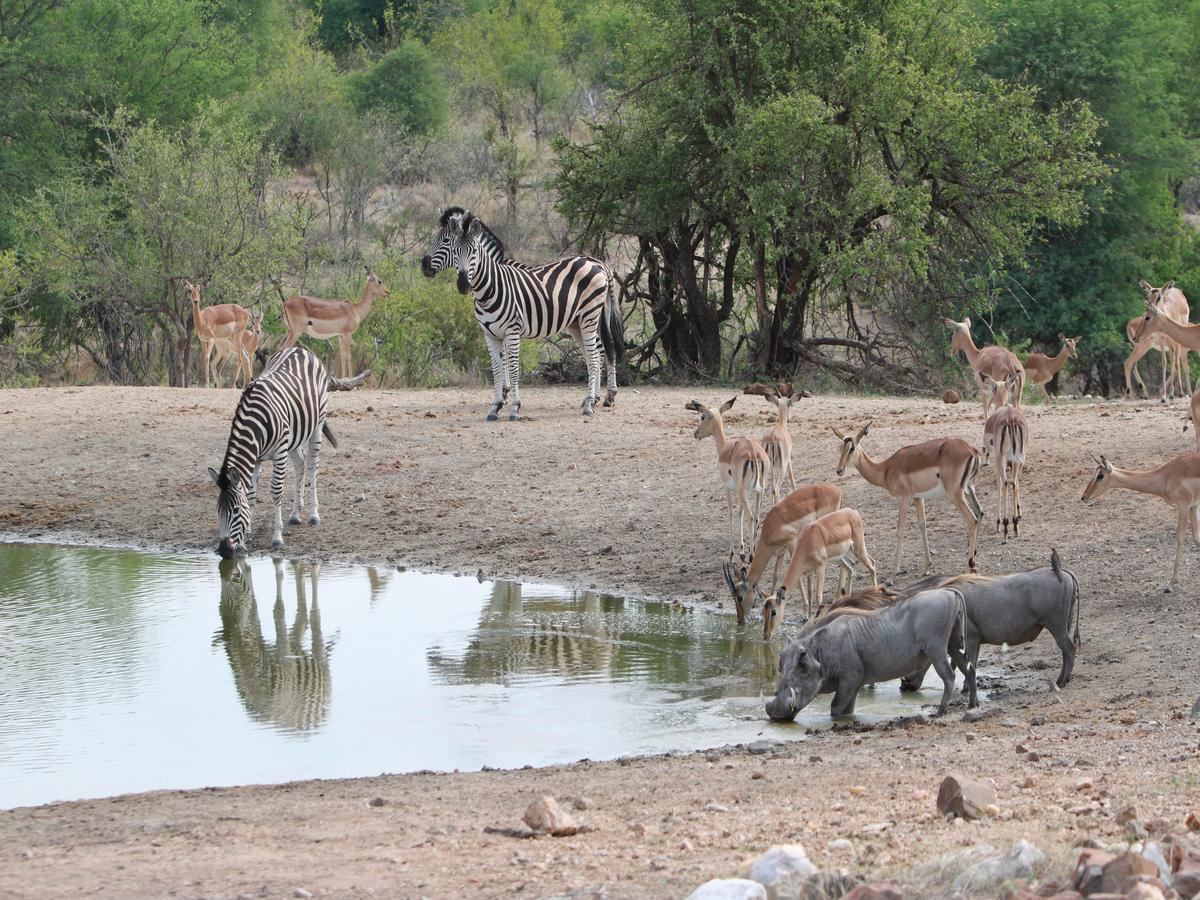 Makumu Private Game Lodge Klaserie Természetvédelmi Magánrezervátum Kültér fotó