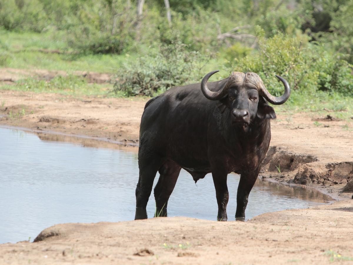 Makumu Private Game Lodge Klaserie Természetvédelmi Magánrezervátum Kültér fotó